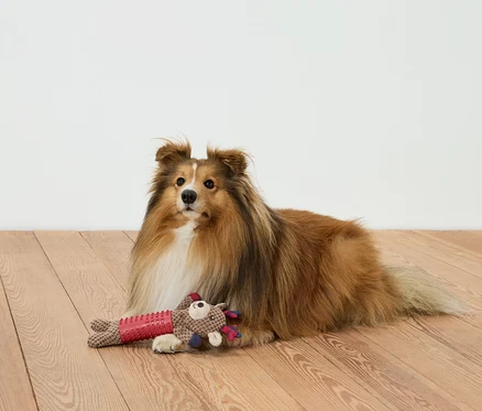 Un chien brun est allongé sur un plancher en bois avec un jouet.