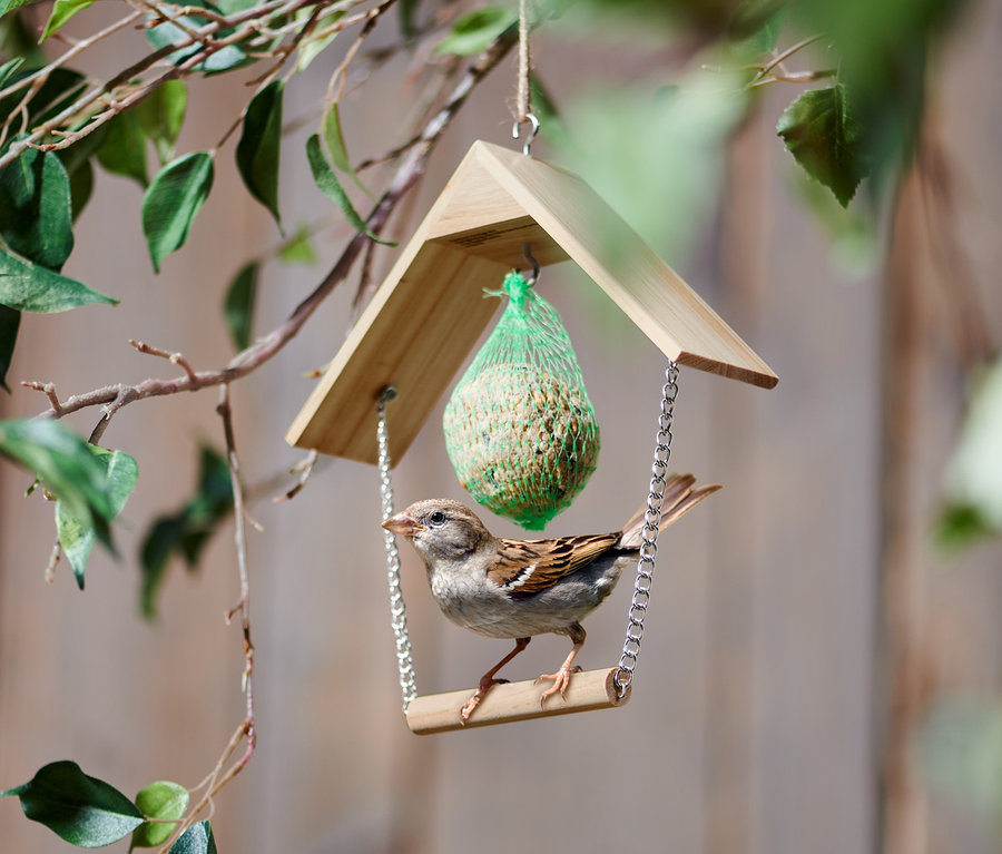 Un moineau est perché sur une balançoire à oiseaux suspendue à un arbre.