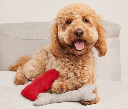Un chien brun est allongé sur un canapé avec un ensemble de jouets pour chien en deux parties.