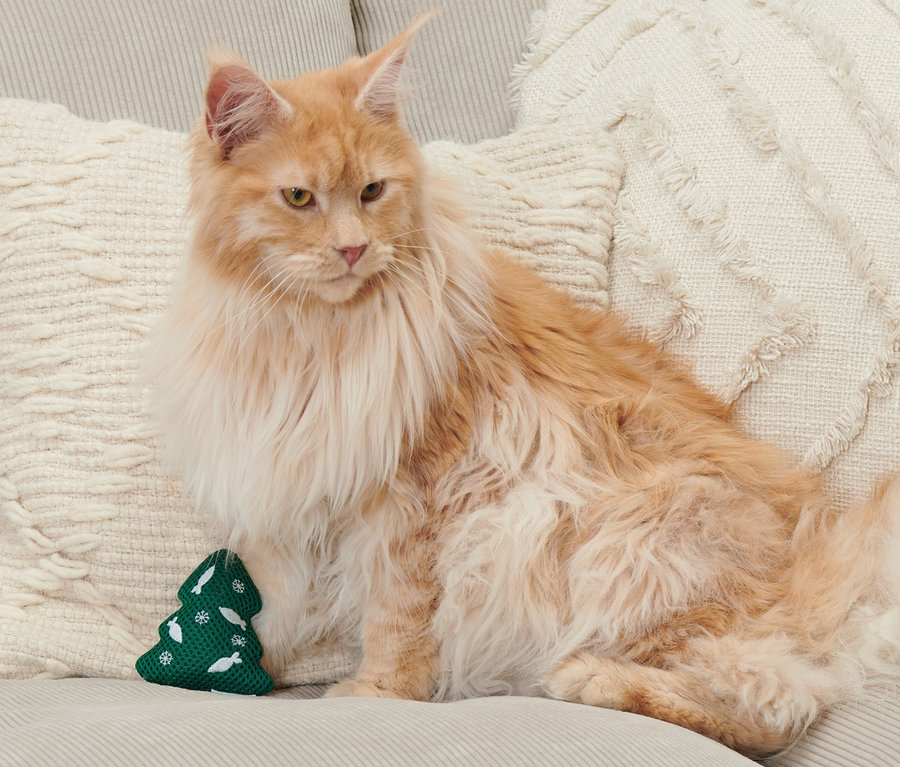 Un chat Maine Coon roux est assis sur un canapé beige à côté d'un jouet pour chat vert en forme d'arbre de Noël.