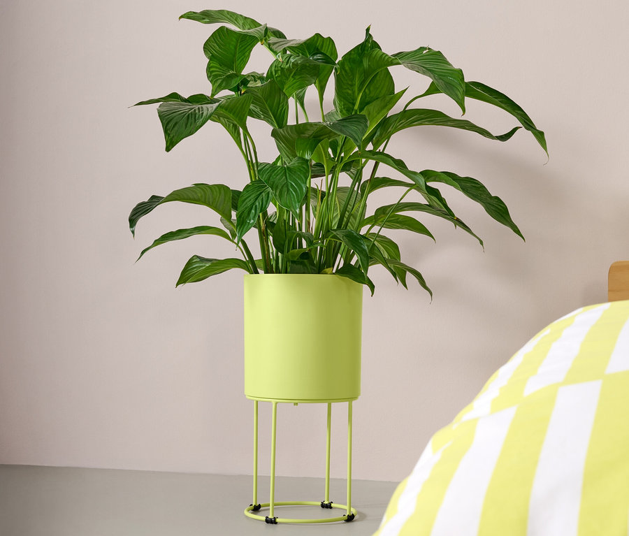 Une plante verte dans un cache-pot rond est à côté d'un lit rayé jaune et blanc.