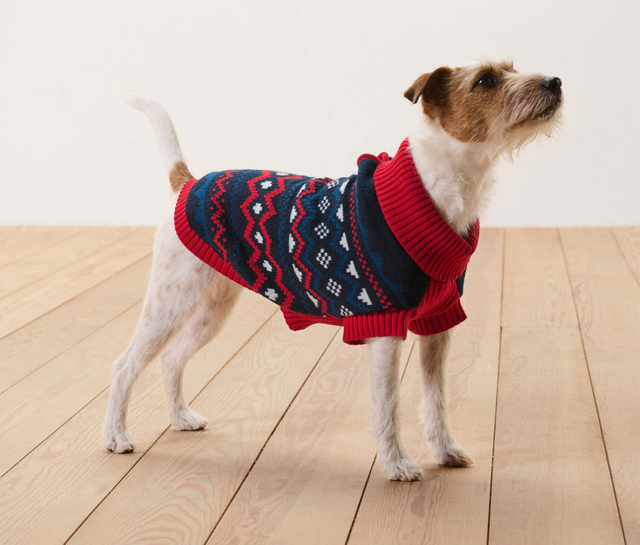 Un Jack Russell terrier marron et blanc se tient sur un plancher en bois et porte un pull pour chien tricoté.