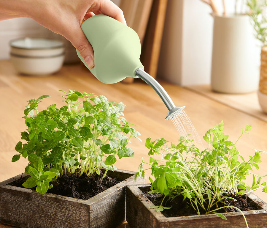 Une main arrose deux plantes dans des pots en bois avec un Arrosoir de jardin pour culture.