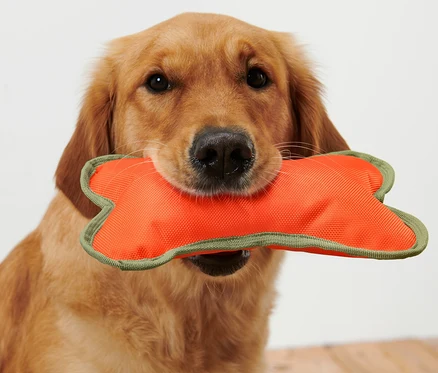 Un golden retriever tient un jouet pour chien orange « Os » dans sa gueule.