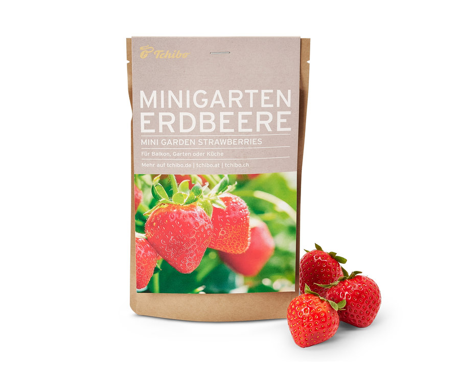 Mini-jardin dans une pochette en papier, fraises, avec trois fraises fraßches à cÎté.