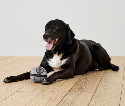 Un chien noir est allongé sur un plancher en bois à côté d'une balle grise.