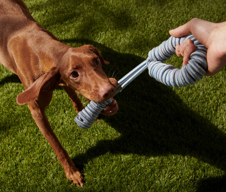 Chien tenant un jouet de traction pour chien dans sa gueule.