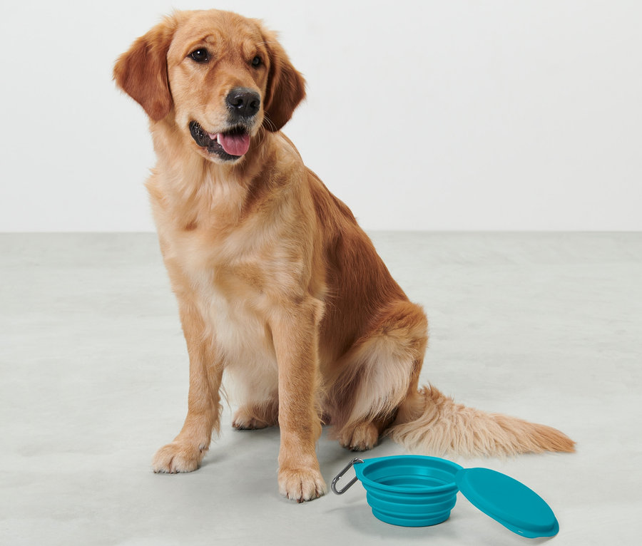 Un golden retriever est assis à côté d'une gamelle repliable bleue.