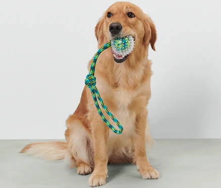 Un golden retriever est assis et tient un jouet à lancer pour chien dans sa gueule.