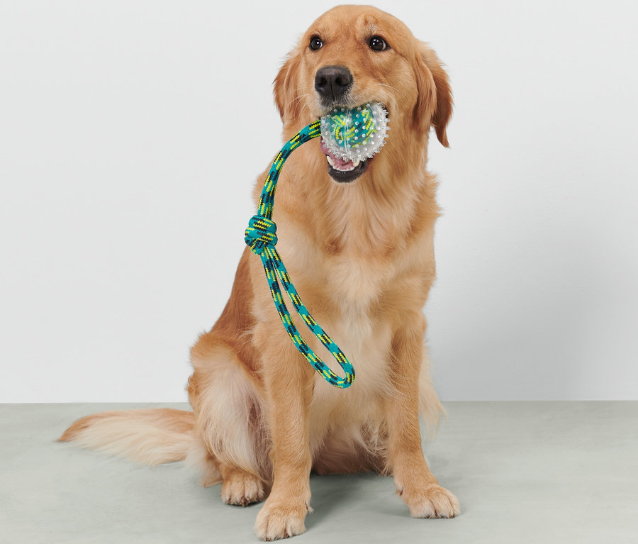 Un golden retriever est assis et tient un jouet à lancer pour chien dans sa gueule.