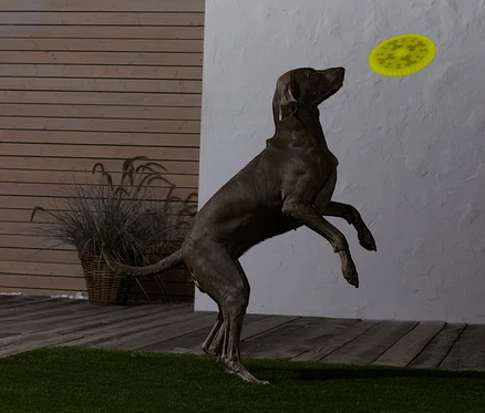 Un chien marron saute et attrape un frisbee jaune.