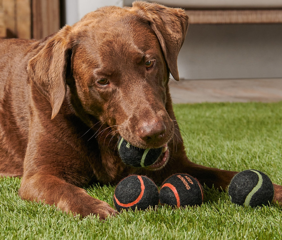 Un labrador marron est allongé sur l'herbe et tient une des 4 balles pour chien dans sa gueule.