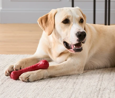 Un labrador est allongé sur un tapis et tient un jouet pour chien rouge en forme d'os dans sa gueule.