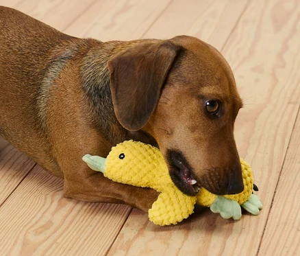 Un teckel marron est allongé sur un plancher en bois et mord un jouet en peluche pour chien « caneton ».