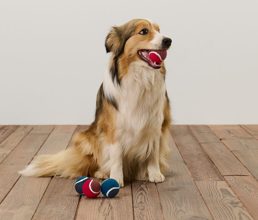 Chien assis tenant une balle de jeu rouge dans sa gueule. Sur le plancher de bois, deux autres 4 balles pour chien.