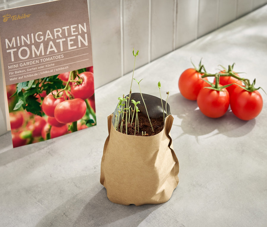 Mini-jardin dans une pochette en papier, tomates, avec de jeunes plants, à cÎté se trouvent quatre tomates.