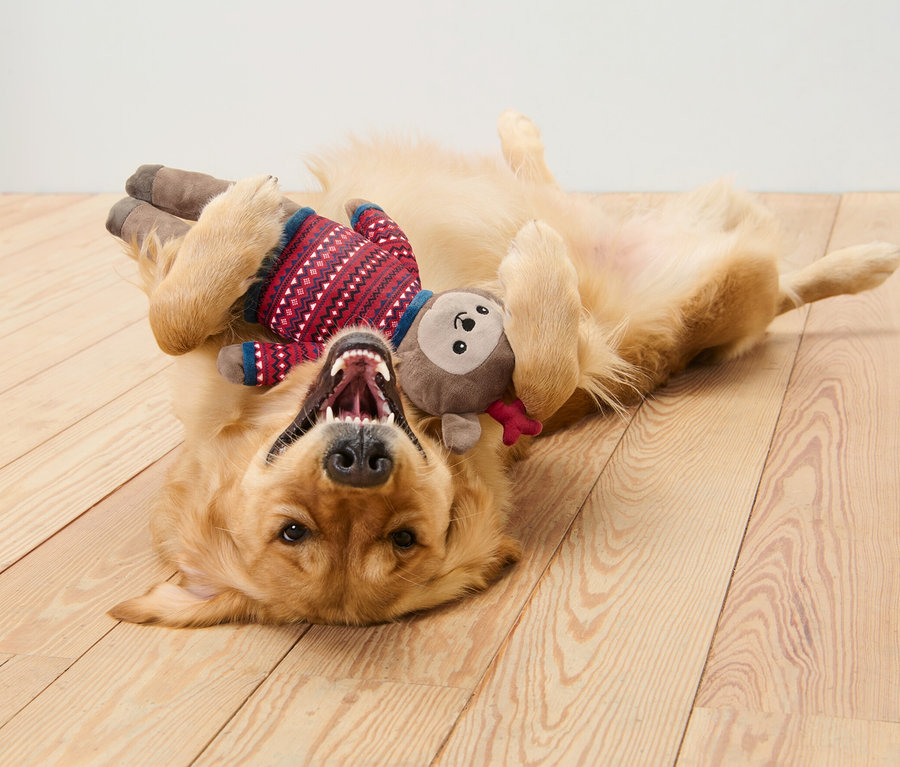 Golden Retriever allongé sur le dos sur un plancher en bois jouant avec une peluche renne.