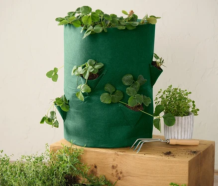 Sac à plantes, fraises vert avec des plantes sur un cube en bois.