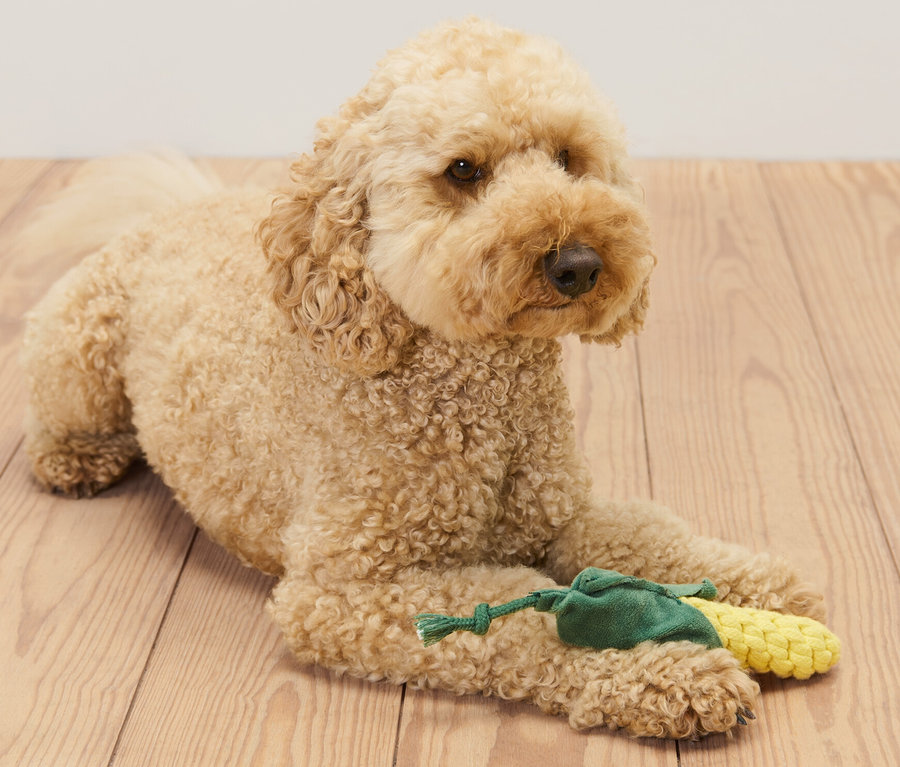 Un cockapoo doré est allongé sur un plancher en bois et tient un jouet pour chien « Maïs ».