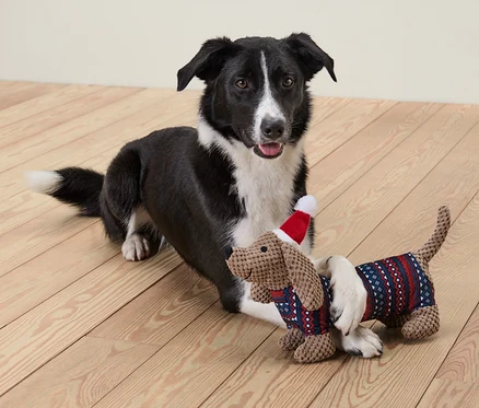 Chien noir et blanc allongé sur un plancher en bois avec un jouet en peluche pour chien « teckel » portant un bonnet rouge.