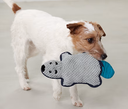 Chien tenant un jouet en peluche pour chien « Castor » dans sa gueule.