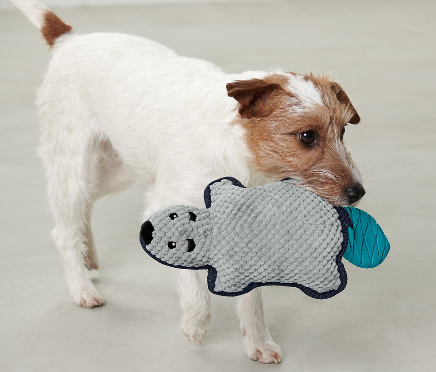Chien tenant un jouet en peluche pour chien « Castor » dans sa gueule.