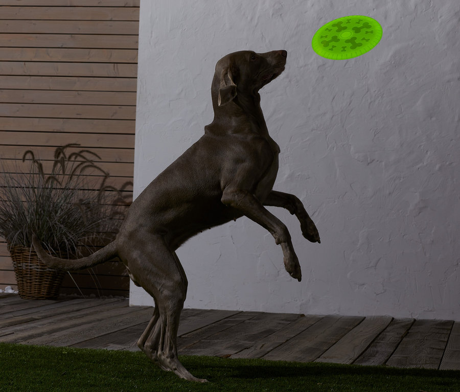 Chien sautant pour attraper un disque à lancer pour chien.